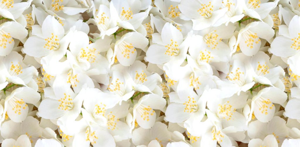 Fondo flores de azahar Suavizante SAN